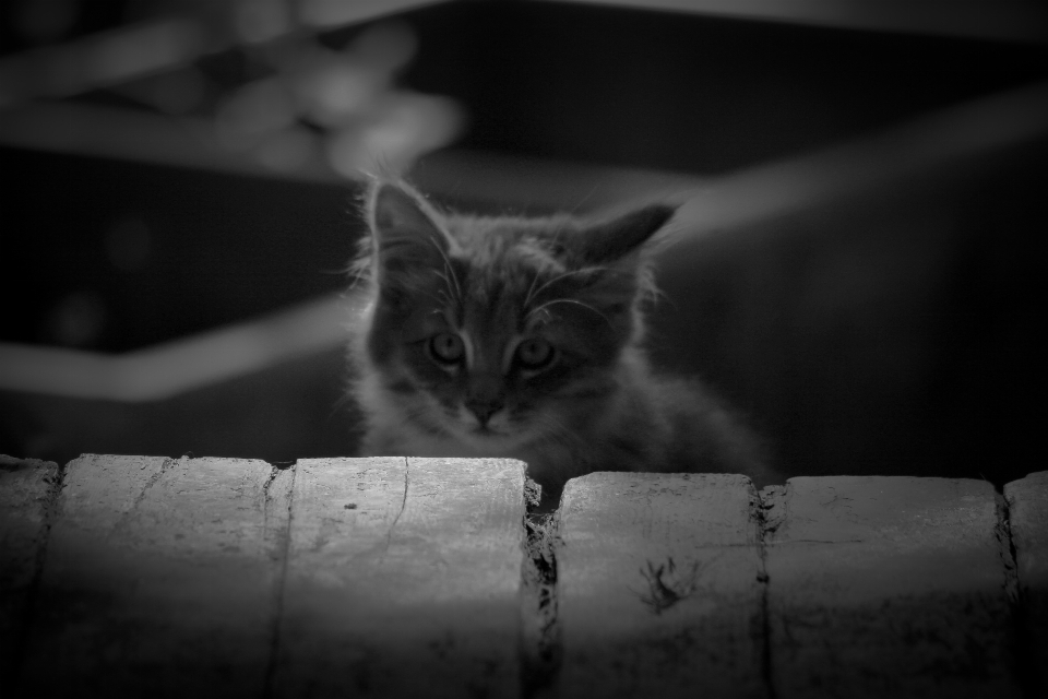 Bianco e nero
 fare un passo gattino