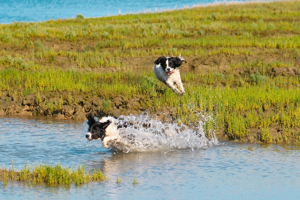 Acqua palude
 correre cane