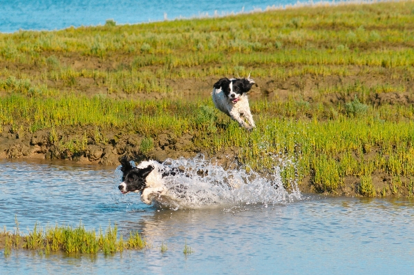 Water marsh run dog Photo