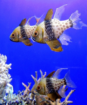 Underwater biology fish fauna Photo