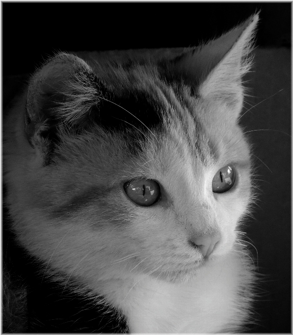 En blanco y negro
 fotografía gatito