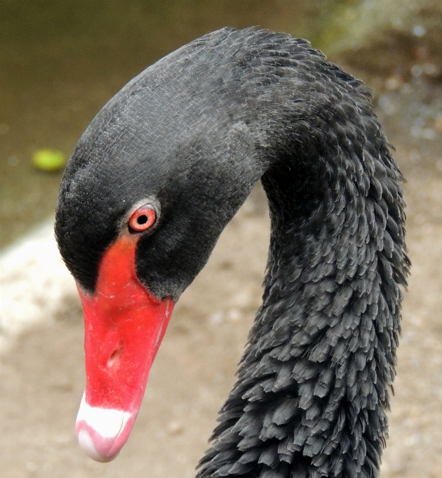 Nature oiseau aile l'europe 