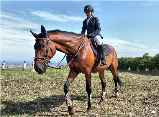 Erholung springen pferd zügel
 Foto