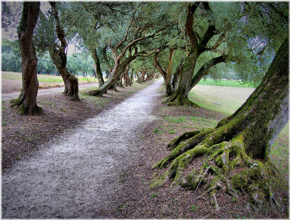 Baum natur wald gras