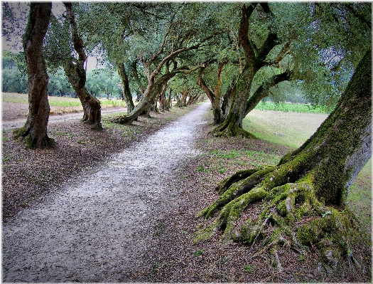 Tree nature forest grass Photo