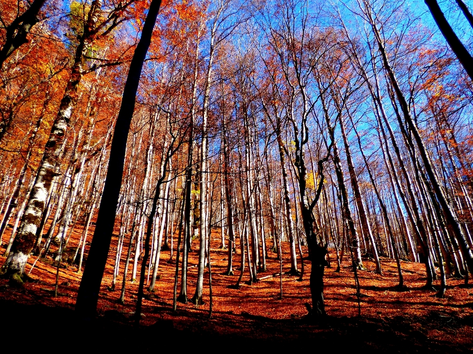 Tree nature forest branch