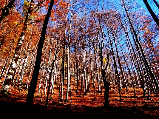 Zdjęcie Drzewo natura las oddział