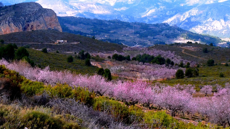 Paesaggio natura selvaggia
 fiore montagna