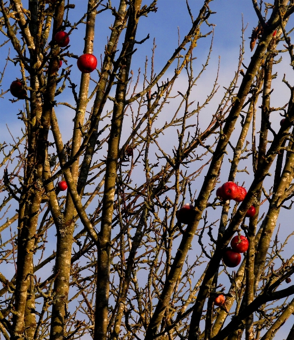 Apple drzewo natura oddział