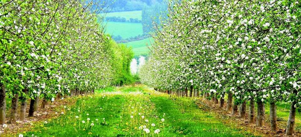 Pohon mekar tanaman kebun anggur