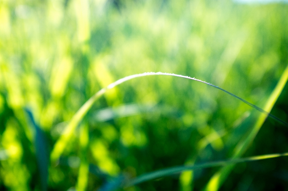 Krajobraz natura trawa oddział