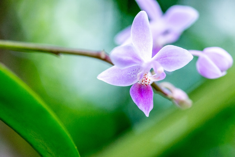 Nature blossom bokeh plant