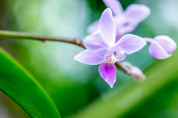 Nature blossom bokeh plant Photo