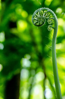 Water nature grass branch Photo