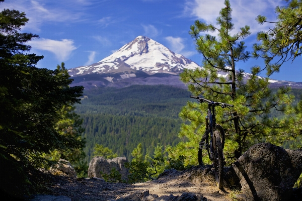 Landscape tree nature forest Photo