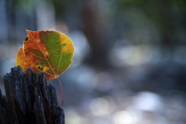 Tree nature branch plant Photo