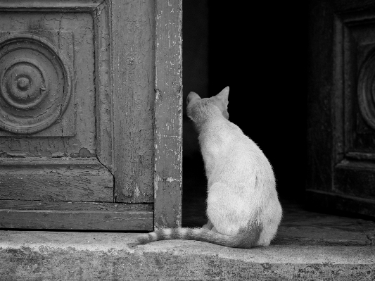 Foto Hitam dan putih
 putih jalan fotografi