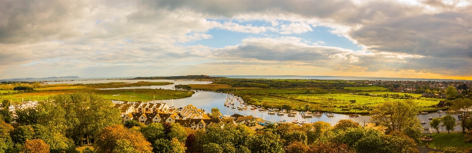 Landscape tree horizon marsh