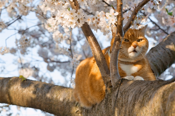 木 自然 アウトドア ブランチ 写真