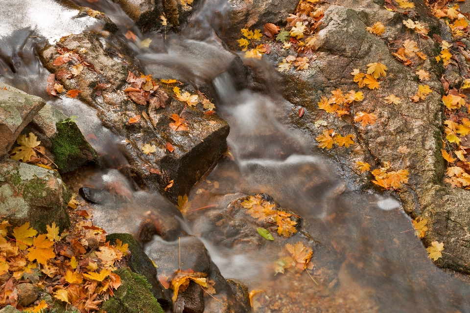 Landscape tree water nature