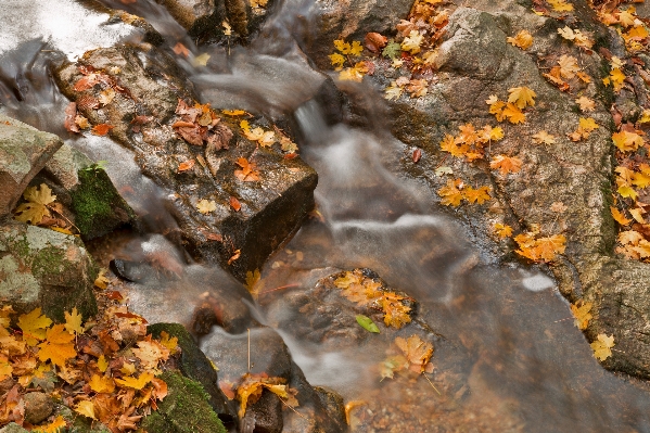 Landscape tree water nature Photo