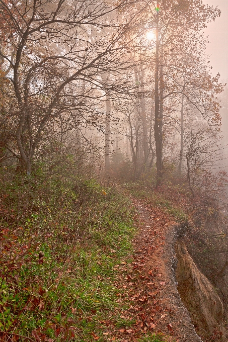 Landscape tree nature forest