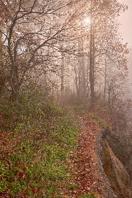 Landscape tree nature forest Photo