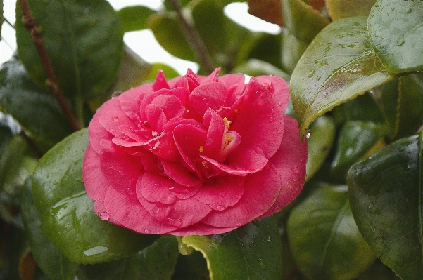 Foto Acqua pianta piovere fiore