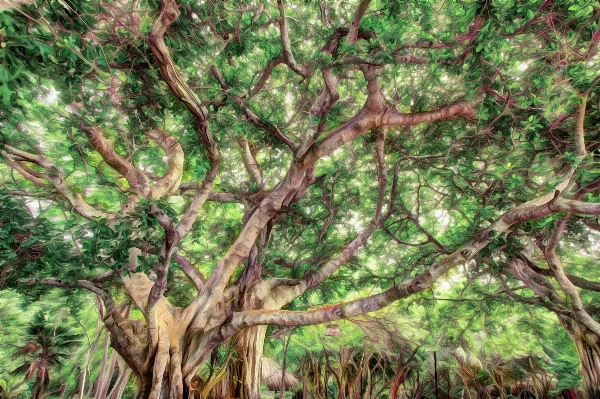 Tree forest branch plant Photo