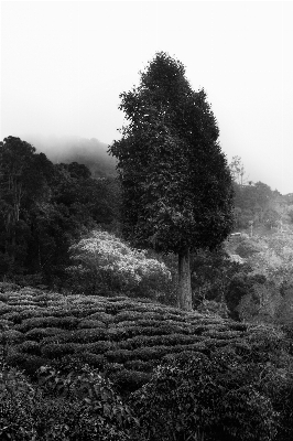 Foto Lanskap pohon alam hutan