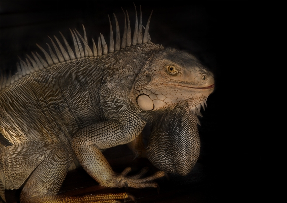 Foto Verde réptil iguana fauna