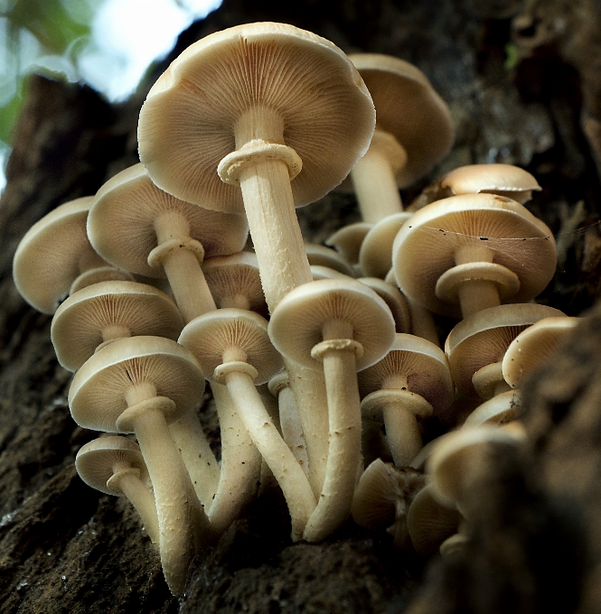 Group moss autumn mushroom