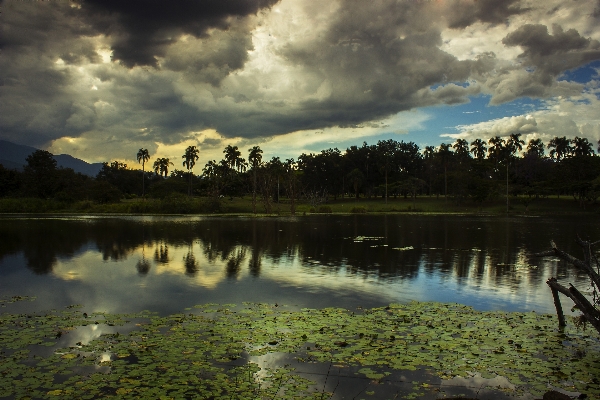 Landscape tree water nature Photo