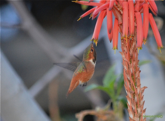 Branch bird plant leaf Photo