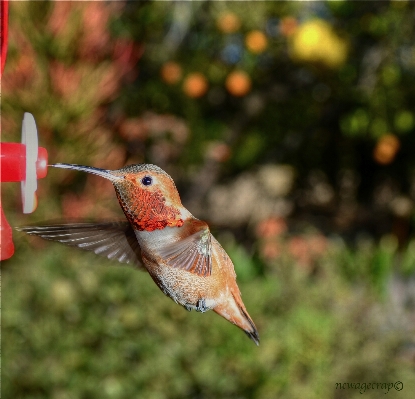 Nature branch bird animal Photo