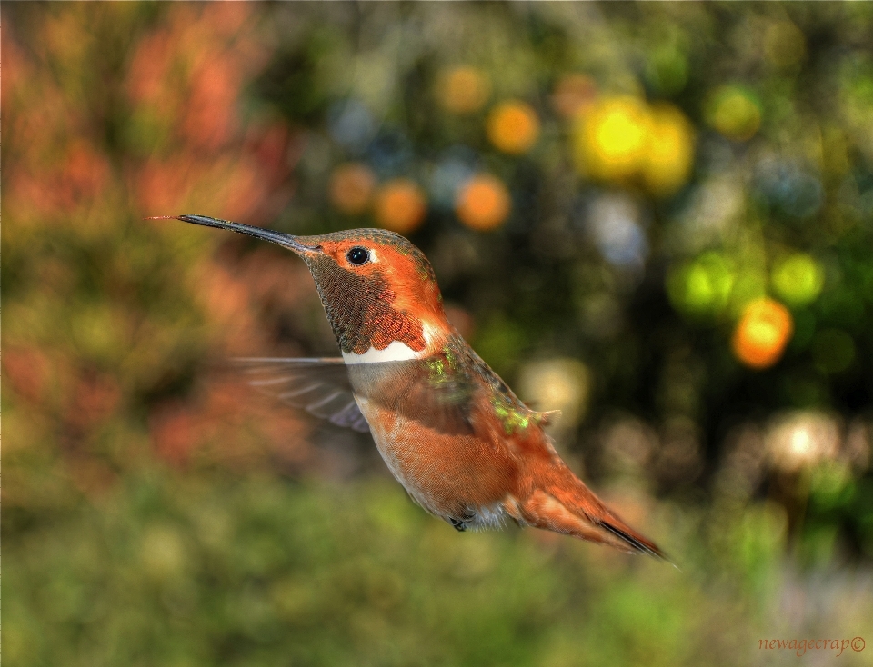 Bifurquer oiseau faune le bec