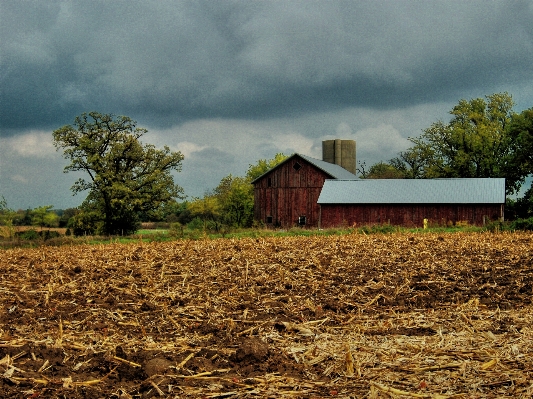 Landscape tree plant field Photo