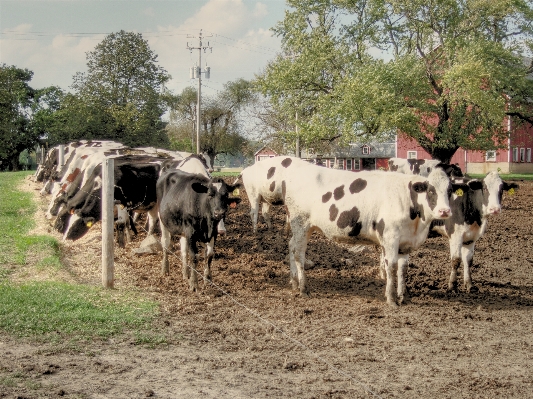 Field farm food herd Photo