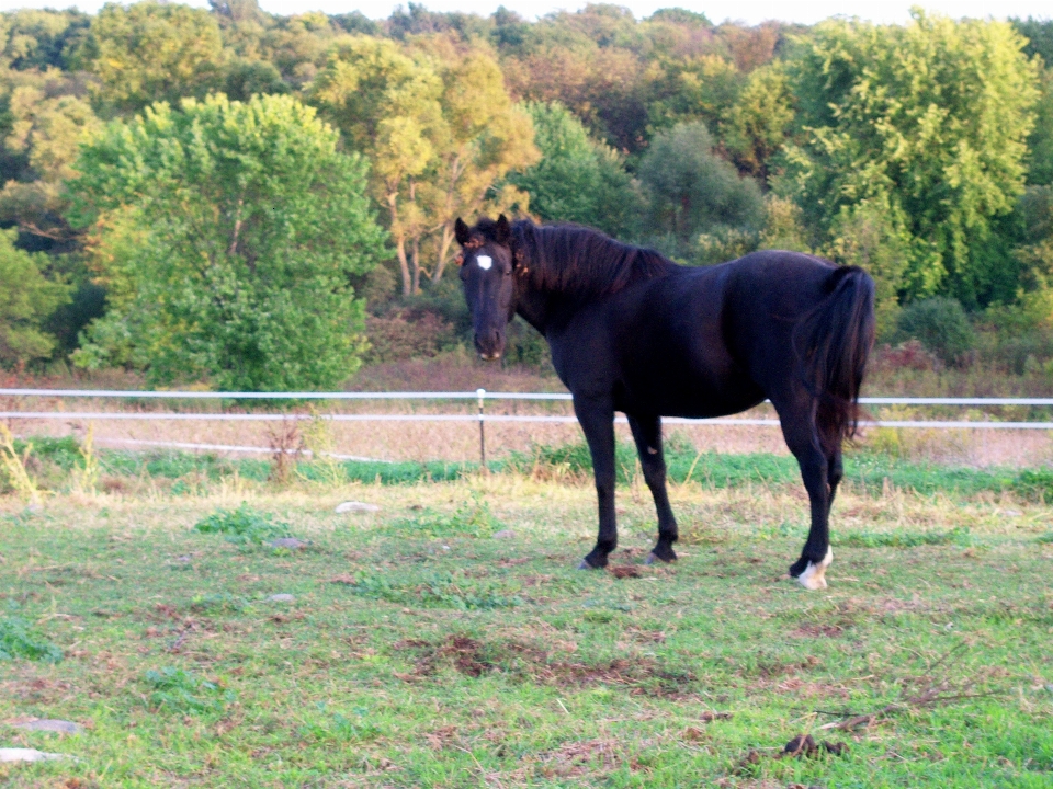 Meadow rural pasture grazing