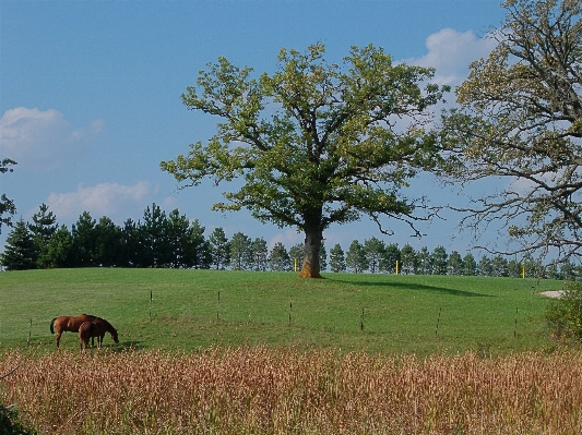 Landscape tree nature grass Photo