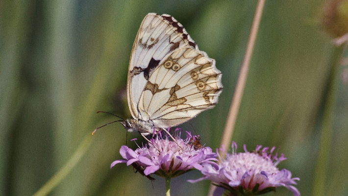 Foto Natureza plantar fotografia flor