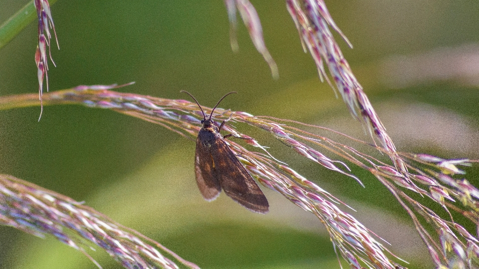 Natur gras zweig fotografie