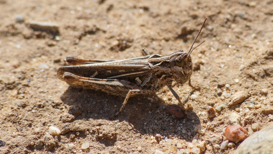 虫 土壌 fauna 無脊椎動物