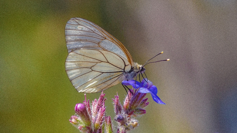 Natura skrzydło fotografia kwiat