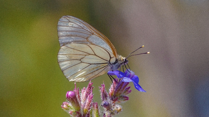 Nature wing photography flower Photo