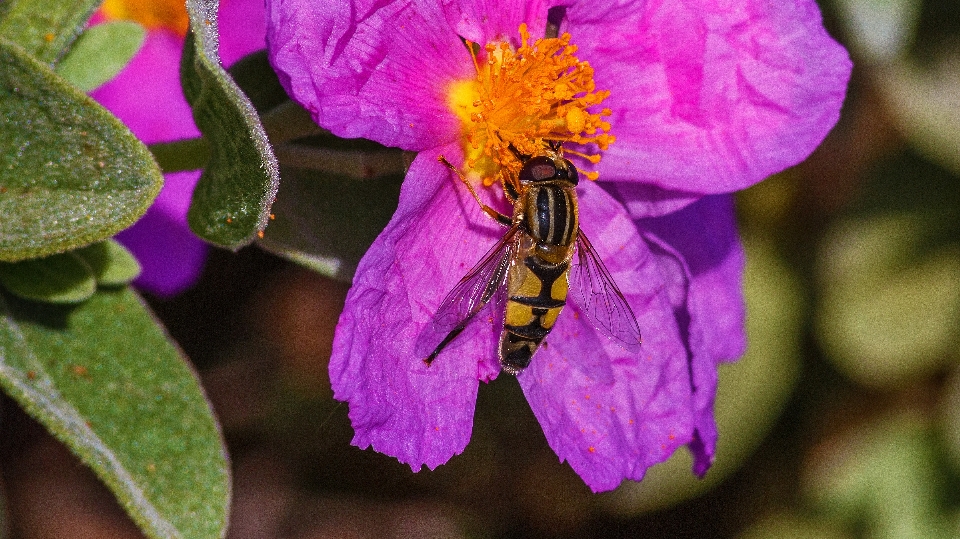 Natura kwitnąć zakład fotografia