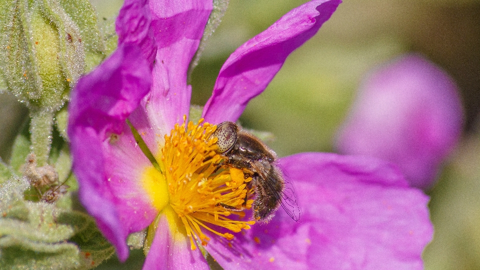 Natureza florescer plantar fotografia