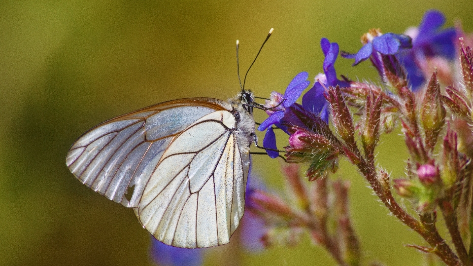 Natura skrzydło fotografia kwiat