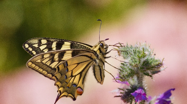 Foto Natura ala fotografia foglia