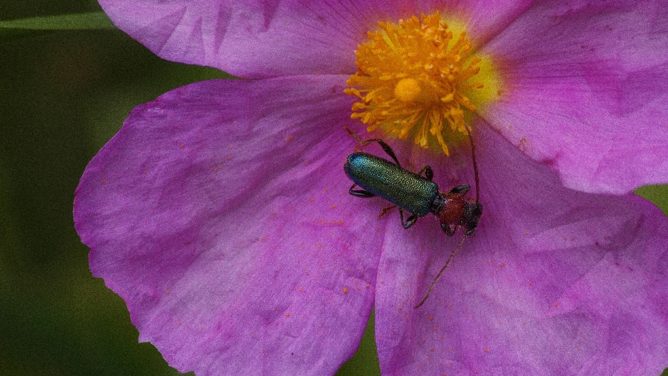 Natura kwitnąć zakład fotografia